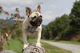 BOULEDOGUE FRANCAIS 678